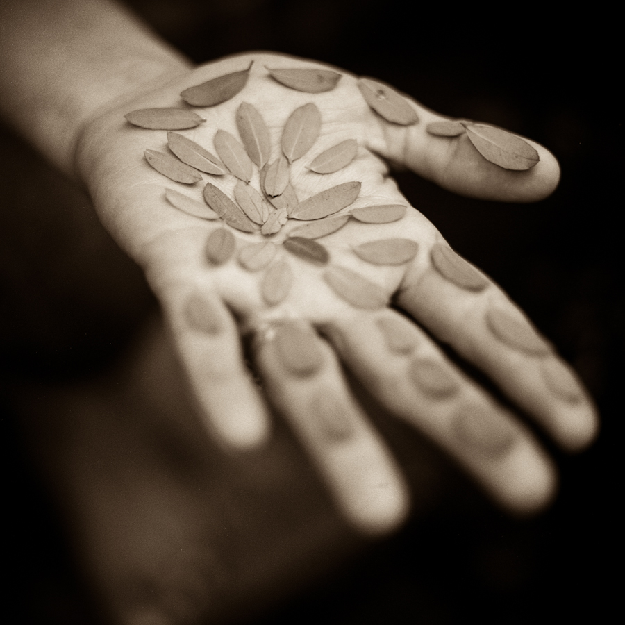 Rebecca's Palm